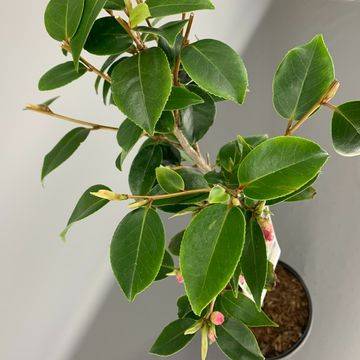 Camellia 'Spring Festival'