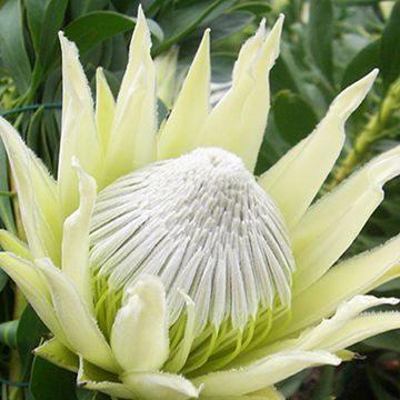 Protea cynaroides 'White Crown'