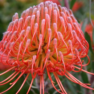 Leucospermum reflexum 'So Exquisite'