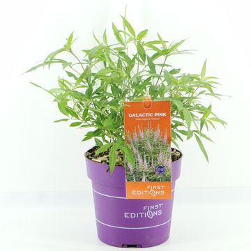 Vitex agnus-castus MIX