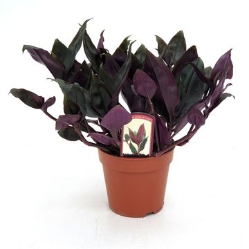 Tradescantia spathacea 'Roxxo'