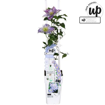 Clematis CRYSTAL FOUNTAIN REGAL