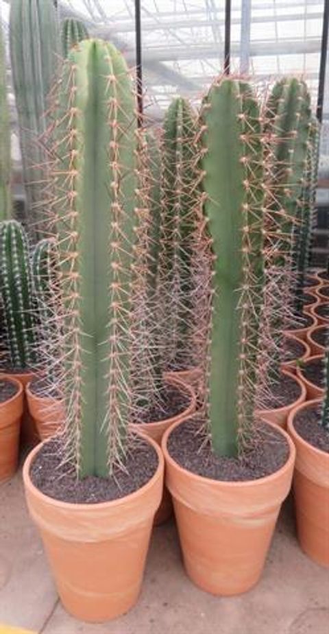 Neoraimondia herzogiana