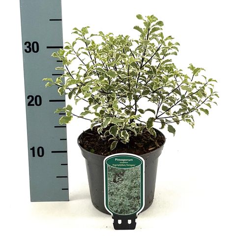 Pittosporum tenuifolium 'Variegatum'