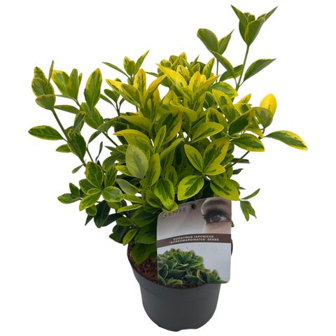 Euonymus japonicus 'Aureomarginatus'