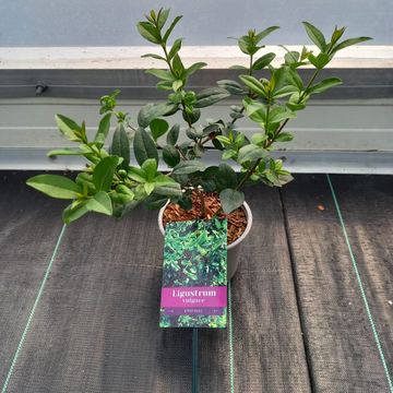Ligustrum vulgare 'Atrovirens'