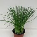 Allium schoenoprasum