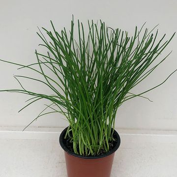 Allium schoenoprasum