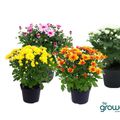 Chrysanthemum INDICUM MIX
