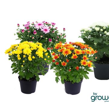 Chrysanthemum INDICUM MIX