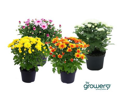 Chrysanthemum INDICUM MIX