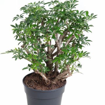 Schefflera arboricola 'Luseana'