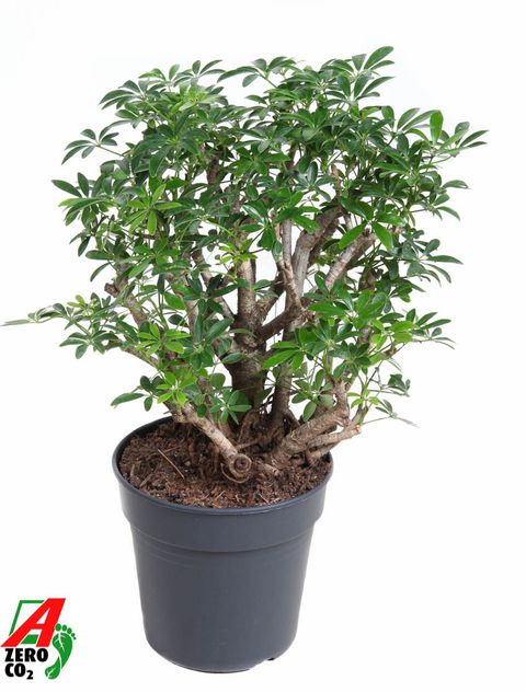Schefflera arboricola 'Luseana'