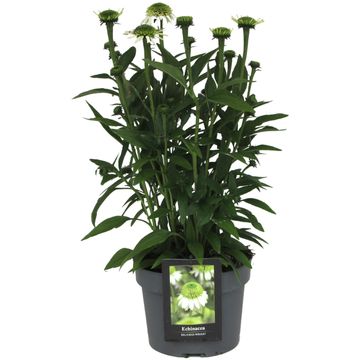 Echinacea DELICIOUS NOUGAT