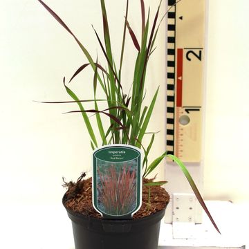 Imperata cylindrica 'Ред Барон'