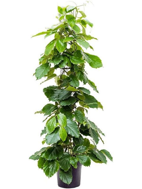 Tetrastigma voinierianum