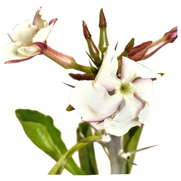 Pachypodium saundersii