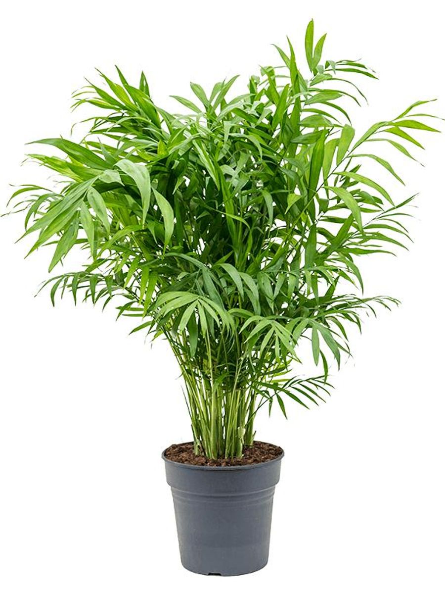 Chamaedorea elegans — Plant Wholesale FlorAccess