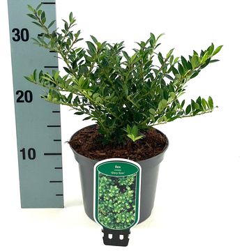 Ilex crenata 'Glory Gem'