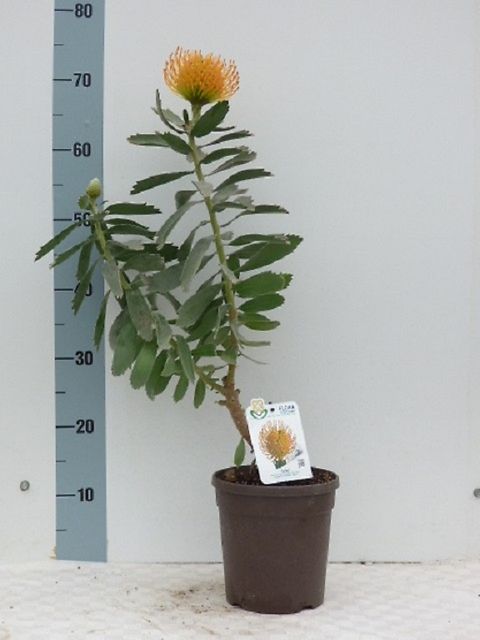 Leucospermum 'Soleil'