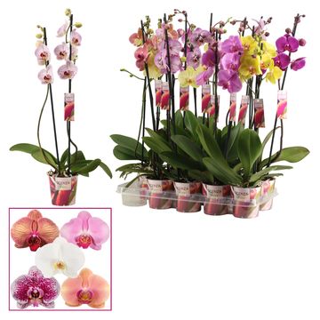 Phalaenopsis MIX