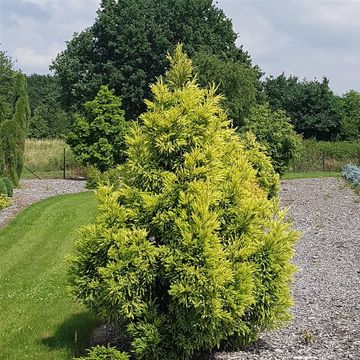 Cryptomeria japonica 'Sekkan'