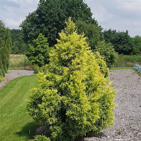 Cryptomeria japonica 'Sekkan'