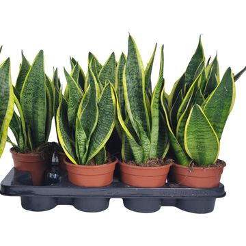 Sansevieria trifasciata 'Futura Superba'