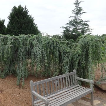Cedrus libani 'Glauca Pendula'