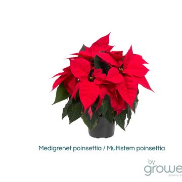 Euphorbia pulcherrima