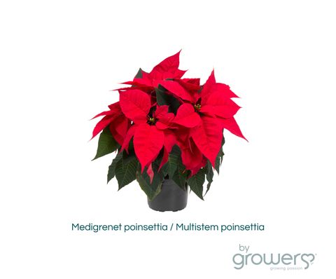 Euphorbia pulcherrima