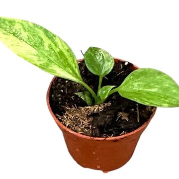 Anthurium vittariifolium 'Variegata'