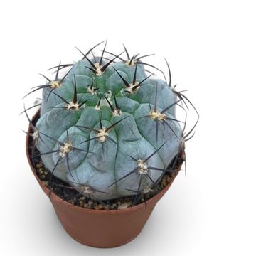 Gymnocalycium glaucum
