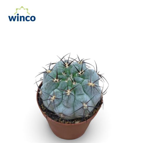 Gymnocalycium glaucum