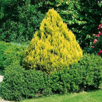 Chamaecyparis lawsoniana 'Minima Aurea'