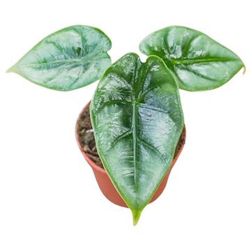 Alocasia reversa