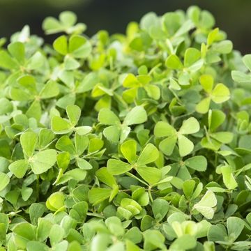 Marsilea quadrifolia