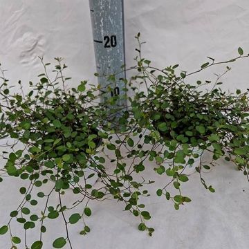 Muehlenbeckia complexa