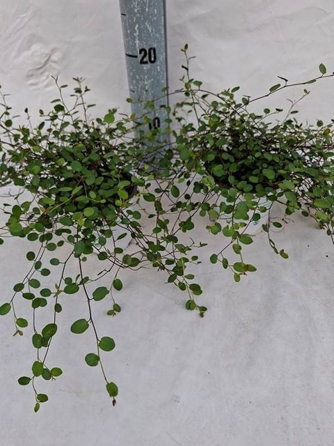 Muehlenbeckia complexa