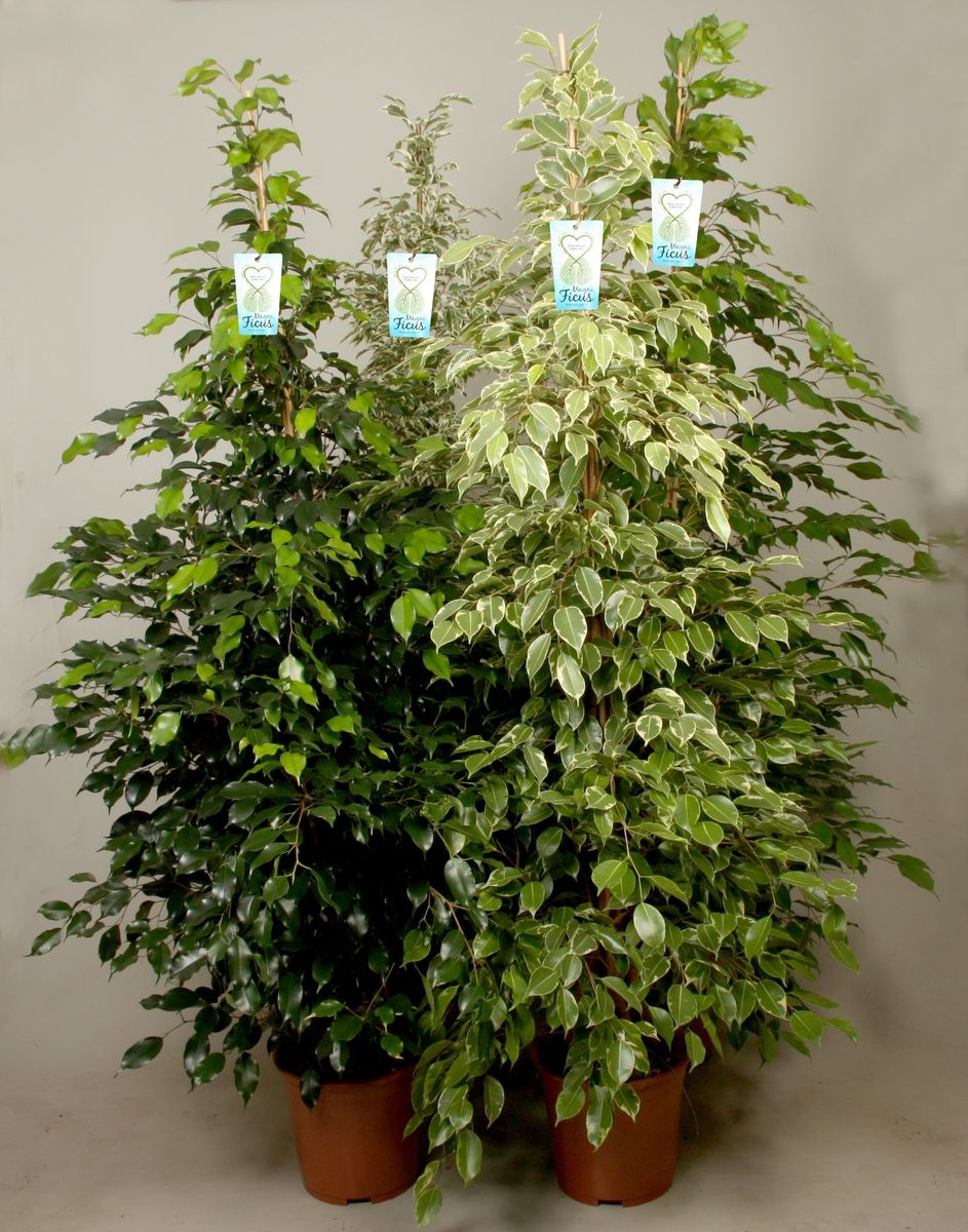 Ficus benjamina MIX — Plant Wholesale FlorAccess