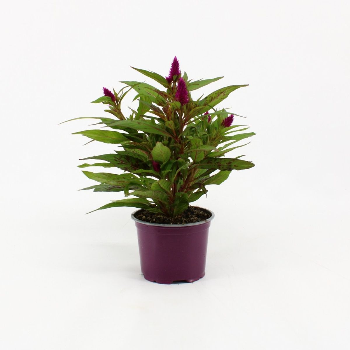 Celosia argentea INTENZ DARK PURPLE — Plant Wholesale FlorAccess