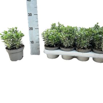 Euonymus japonicus 'Microphyllus Albovariegatus'