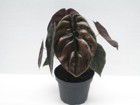 Alocasia cuprea 'Red Secret'