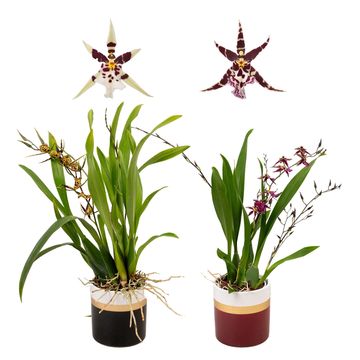 Oncidium TITANIUM TREASURE