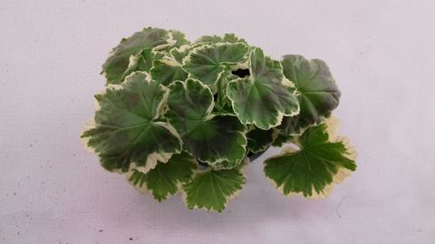 Pelargonium 'Madame Salleron'