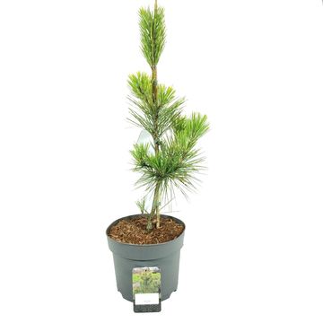 Pinus thunbergii 'Ogon'