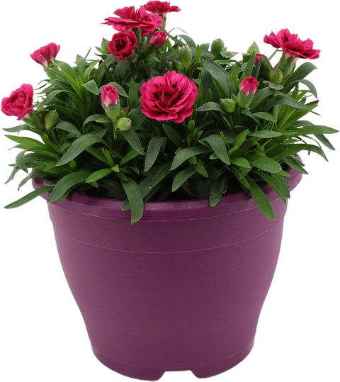 Dianthus OSCAR PURPLE