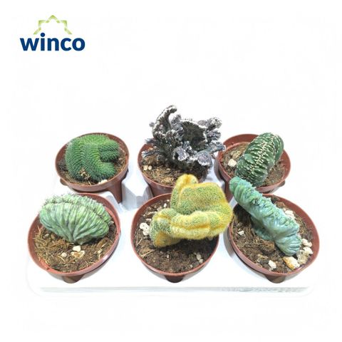 Cactus CRISTATA MIX