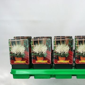 Astilbe chinensis 'Vision in White'