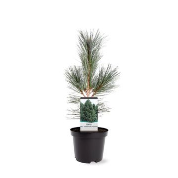 Pinus flexilis 'Vanderwolf's Pyramid'